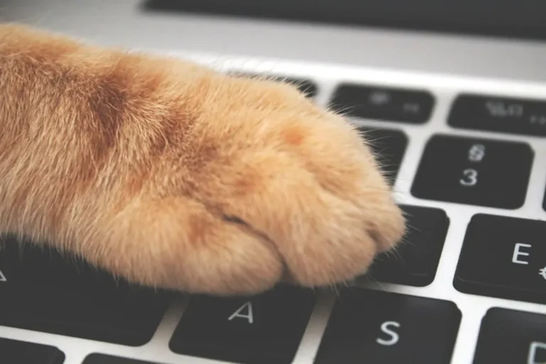Why animal lovers search for lapzoo.com online